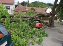 Kwikfynd Tree Cutting Services
parapnt