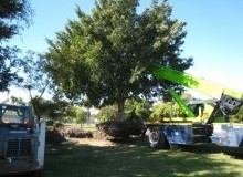 Kwikfynd Tree Management Services
parapnt