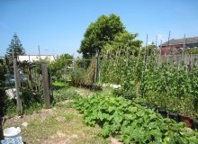 Kwikfynd Vegetable Gardens
parapnt